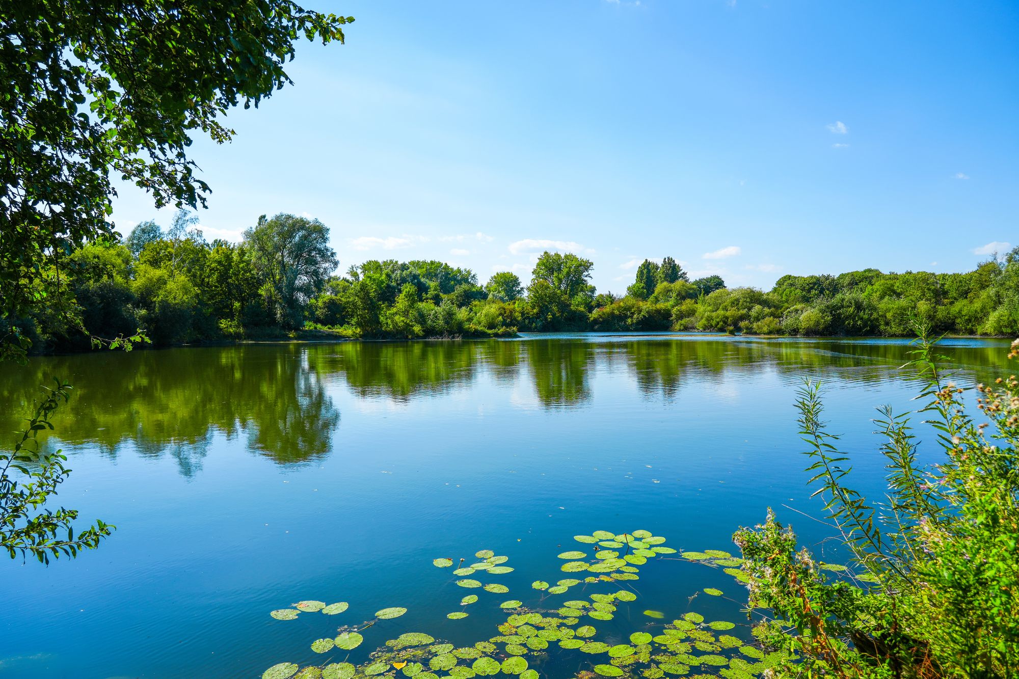 A pond on a sunny day
